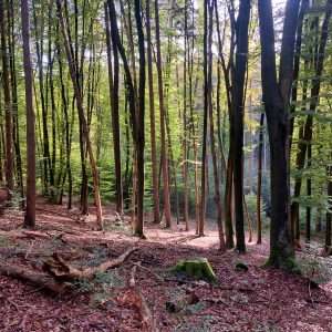 Reha mit ME/CFS – Meine ehrliche Erfahrung