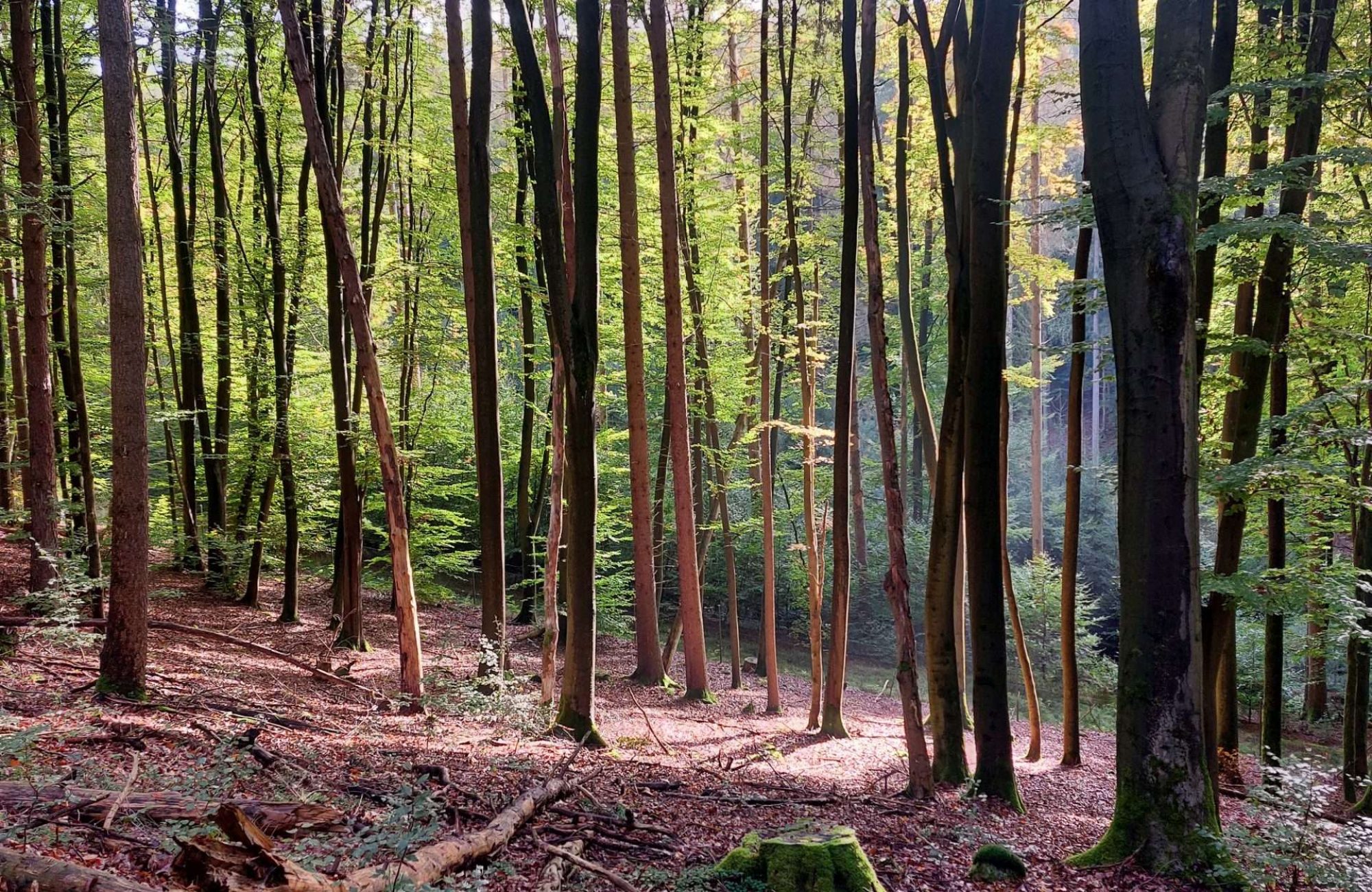 Reha mit ME/CFS – Meine ehrliche Erfahrung