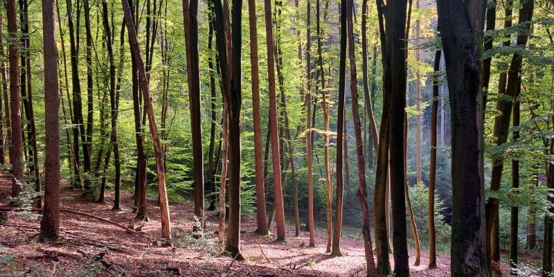 Reha mit ME/CFS – Meine ehrliche Erfahrung